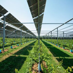 შაინ ენერჯი